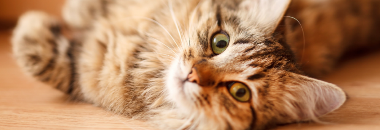 Chronic Kidney Disease Pets Cats Dogs